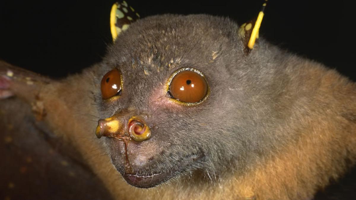 Moartea are aripi
