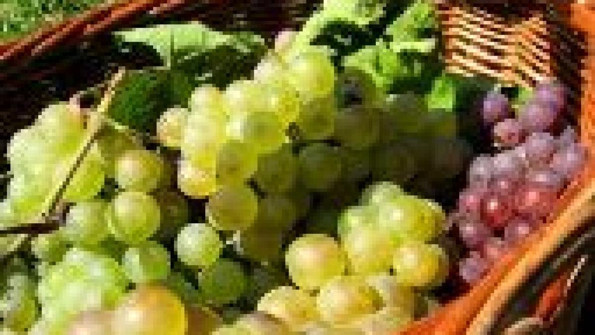Moldovenii plăng, dar se laudă: Seceta a distrus agricultura. Nu şi recolta de struguri