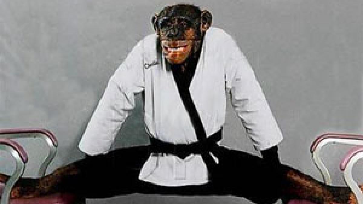 Un cimpanzeu a obţinut centura neagră la karate!