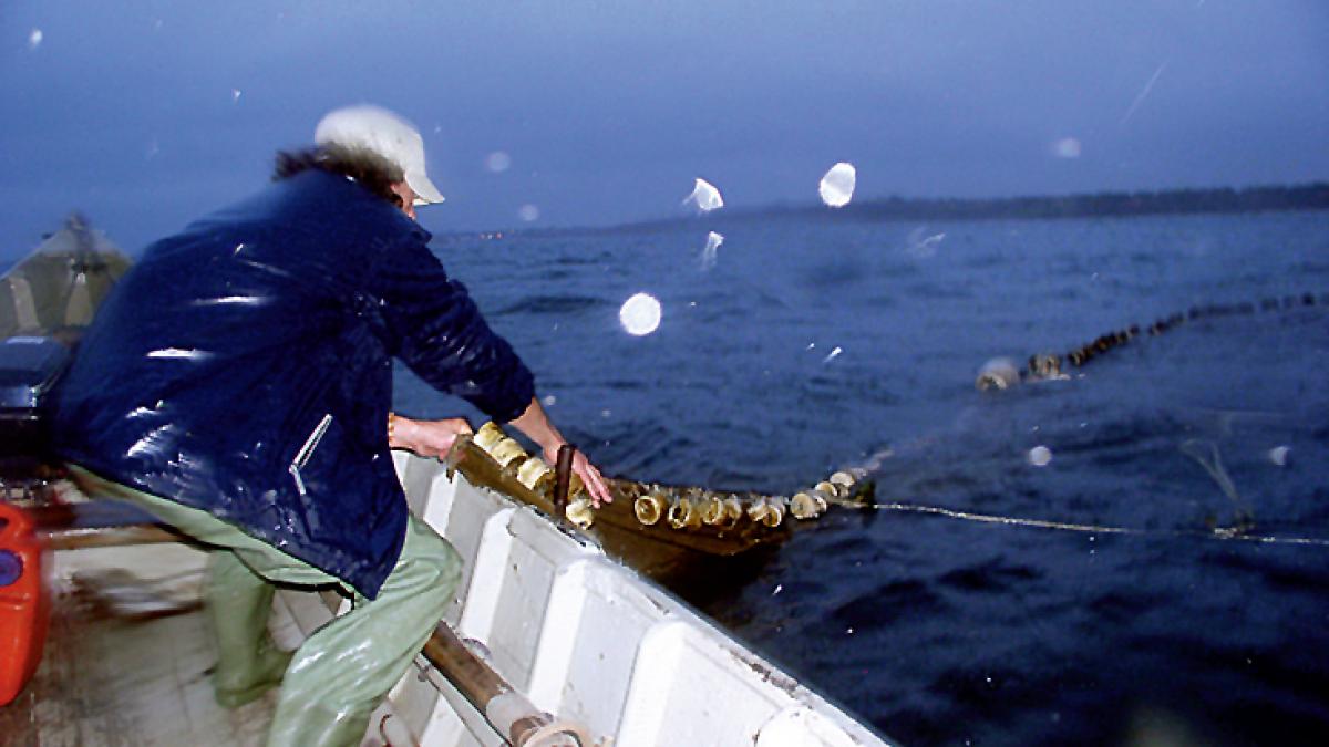 Răpiţi de mare