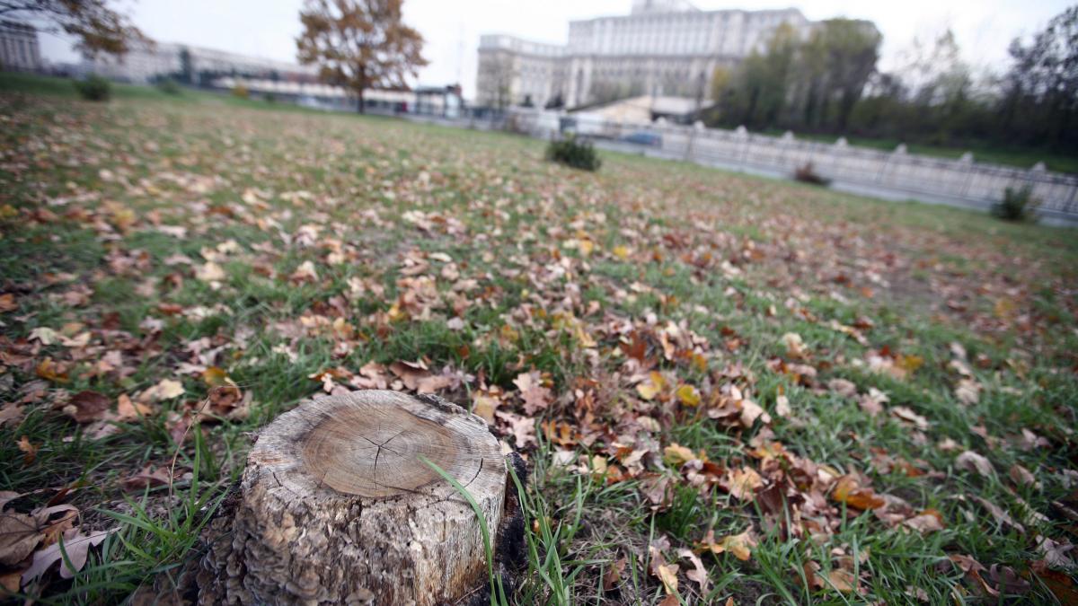 Rănile Formulei 3 - Copaci măcelăriţi, promisiuni incălcate