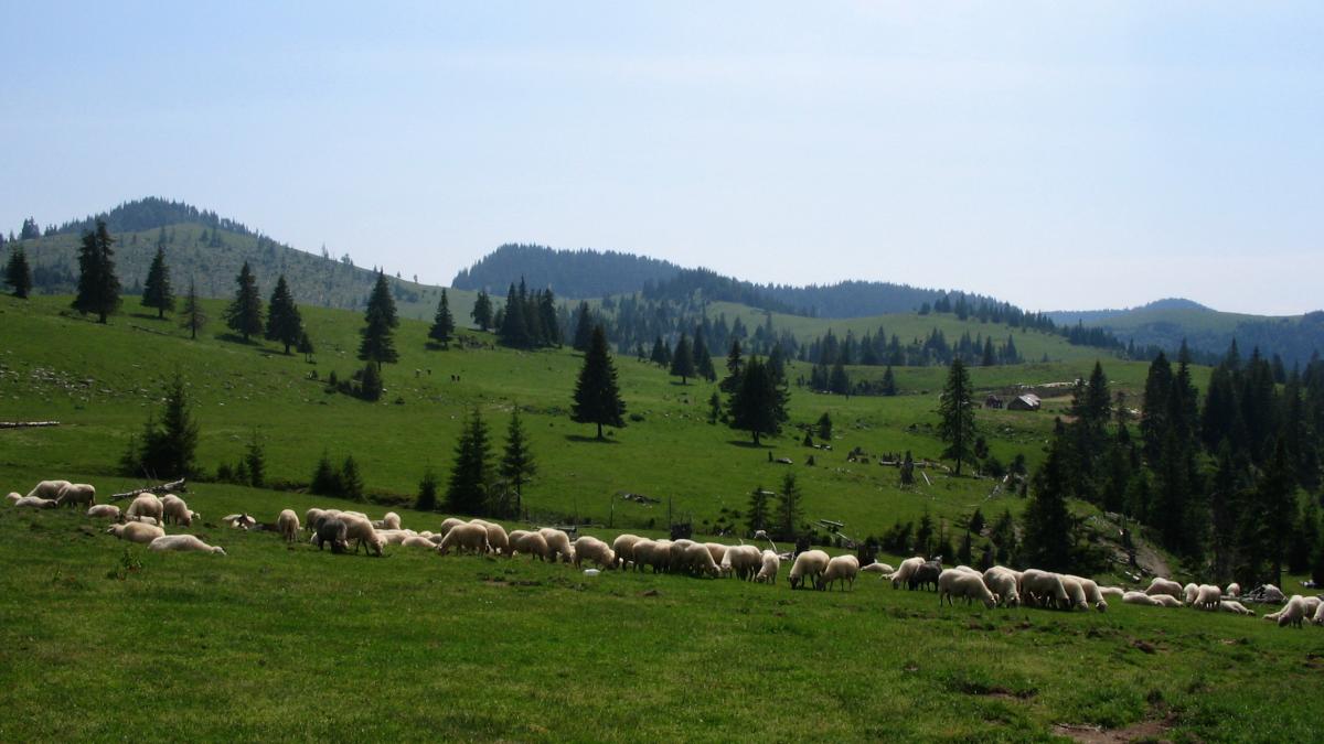 Staţiune turistică in rezervaţia Padiş 