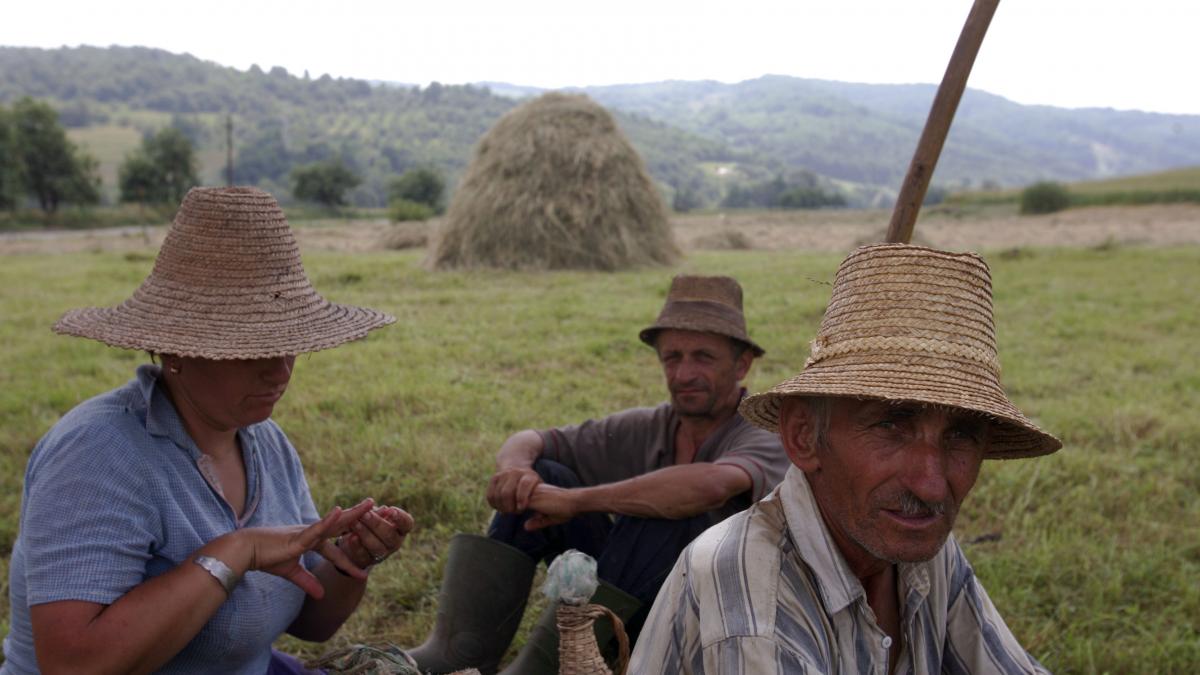 APIA  -  cuibuşor de nebunii
