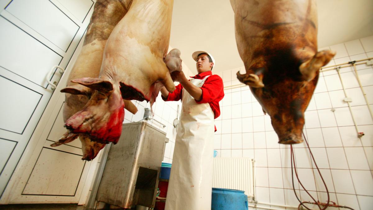 Cu anestezie - Porc ieftin de Ignat