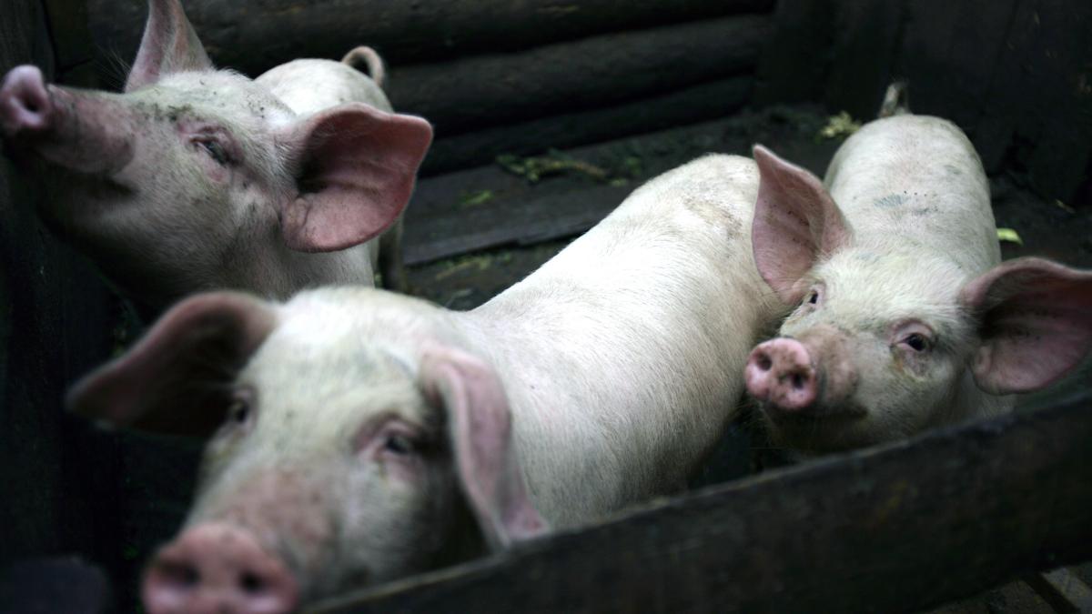 7,5 miliarde de euro pentru microferme