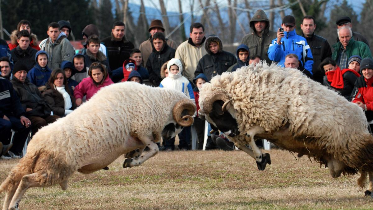 In coarne şi oase, la Muntenegru