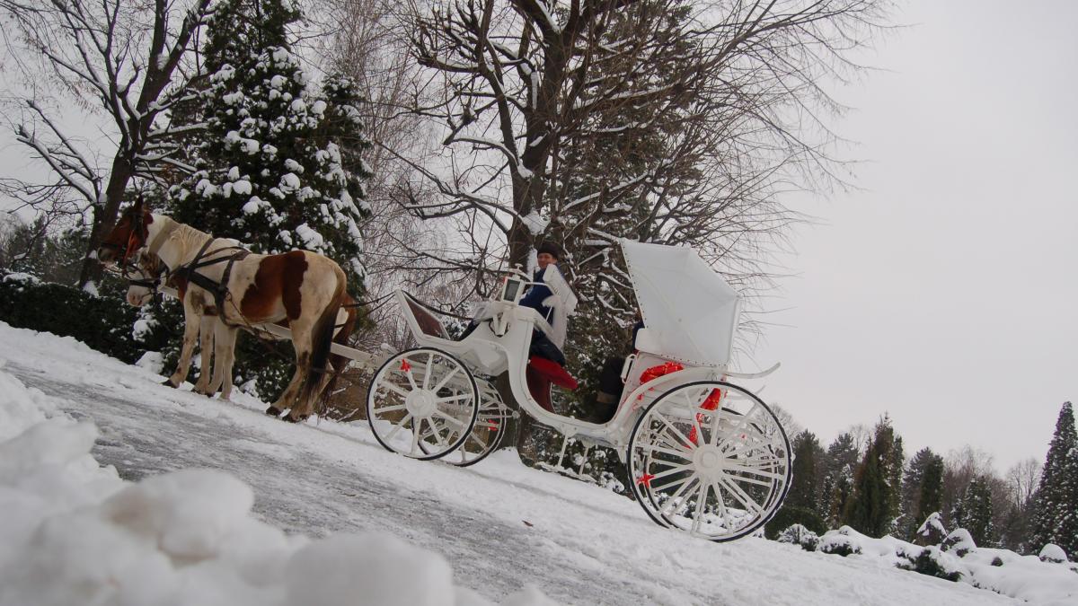 Poftiţi in trăsură, cuconiţe şi boieri!