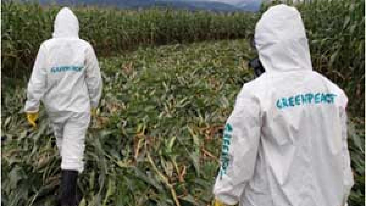 UE acceptă laptele şi carnea modificate genetic pe piaţa alimentară