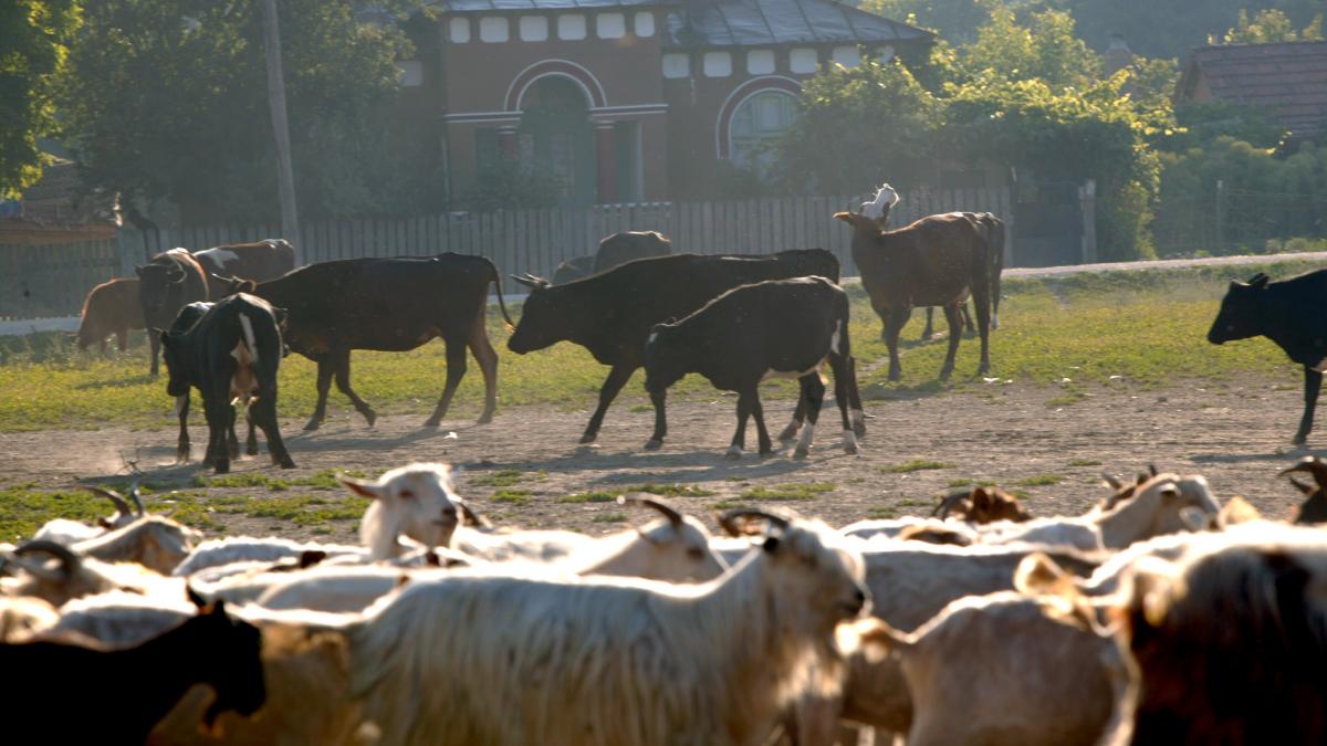 România ecologică