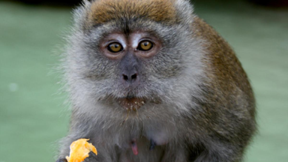 Monkey Business Series