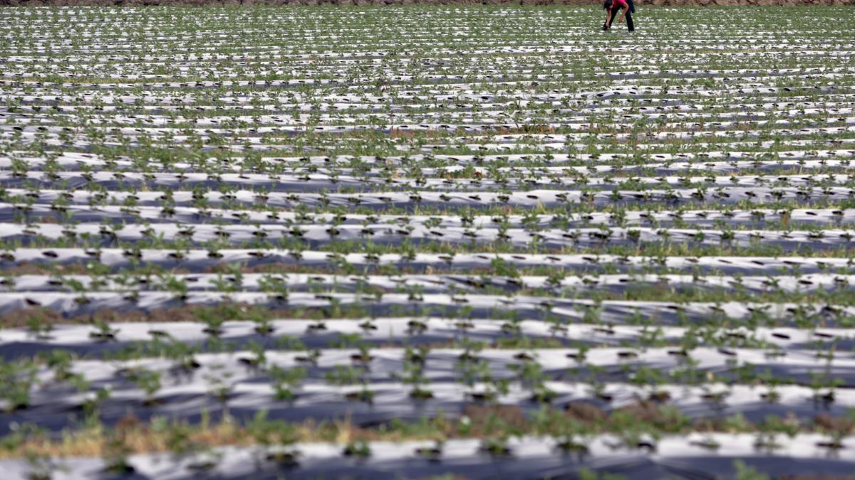 Cele patru "porunci" ale agriculturii bio