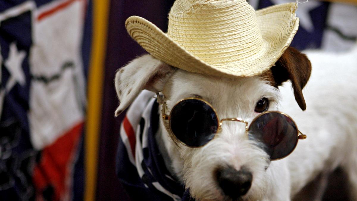 Paradă canină la New York