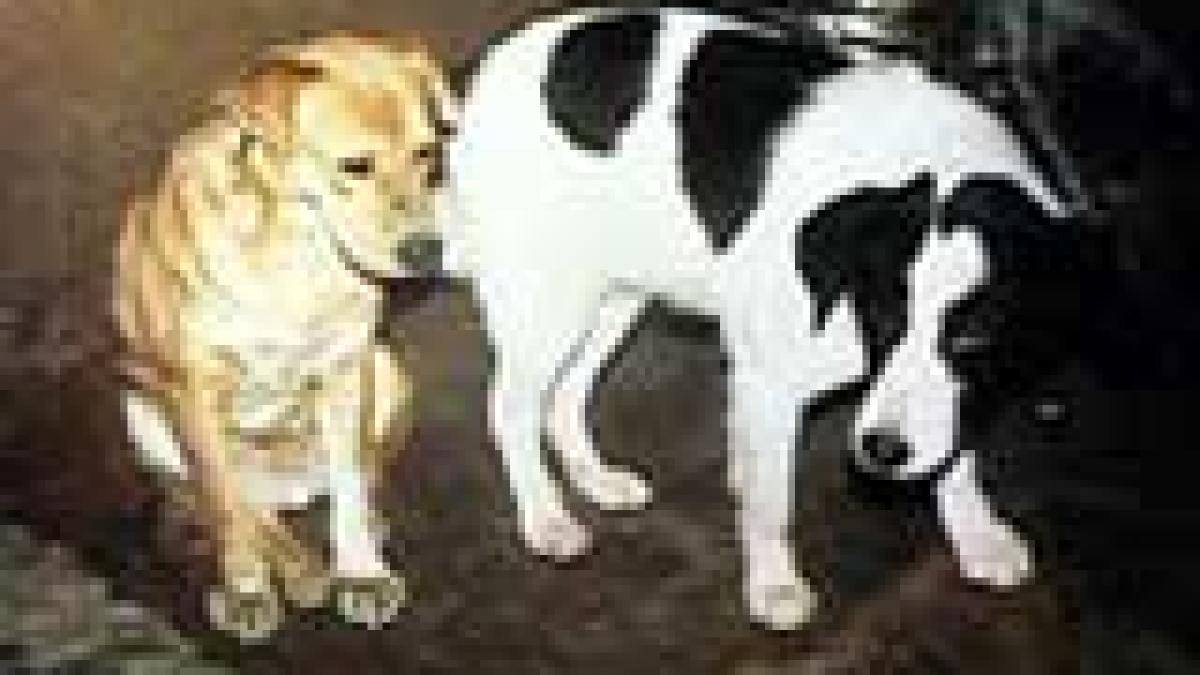 Vâlcenii acuză Primăria că otrăveşte câinii vagabonzi
