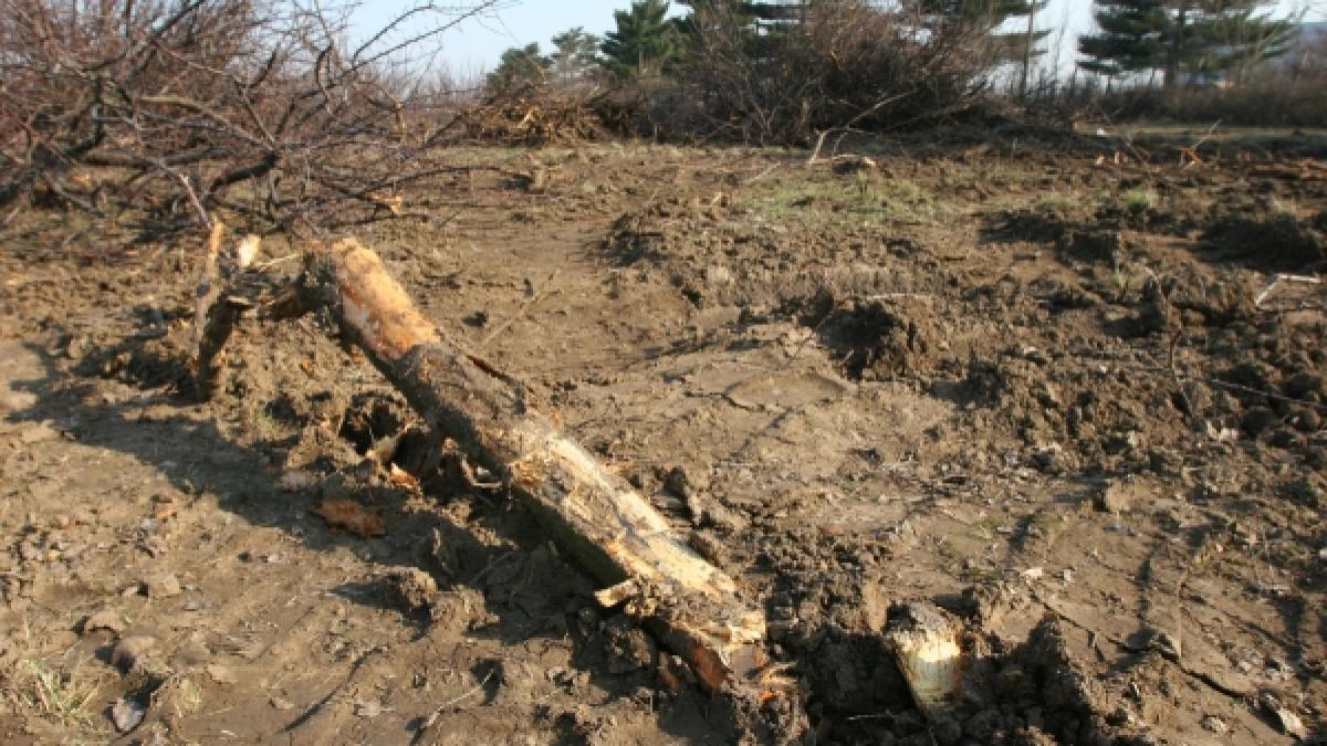 Defrişări masive în Băneasa
