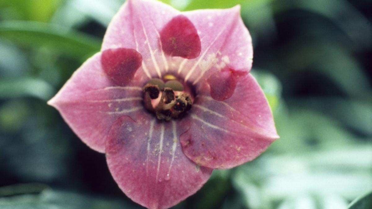 Tratament - Vindecarea sufletului: terapia florală Bach