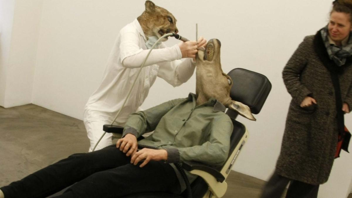 Puma – dentist şi căprioara, pacient