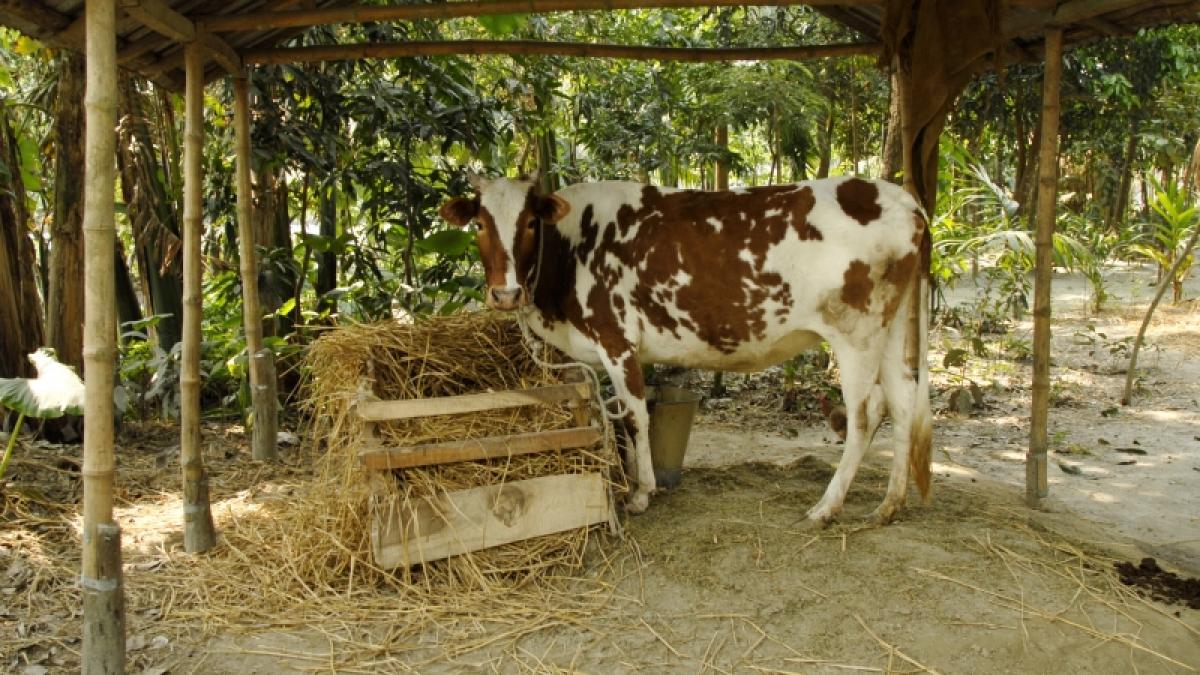 A murit fără să se împace cu vaca