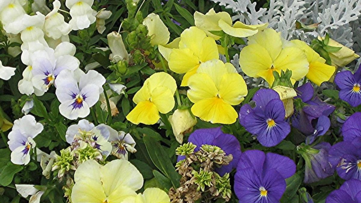 Nu uitaţi că florile sînt vii
