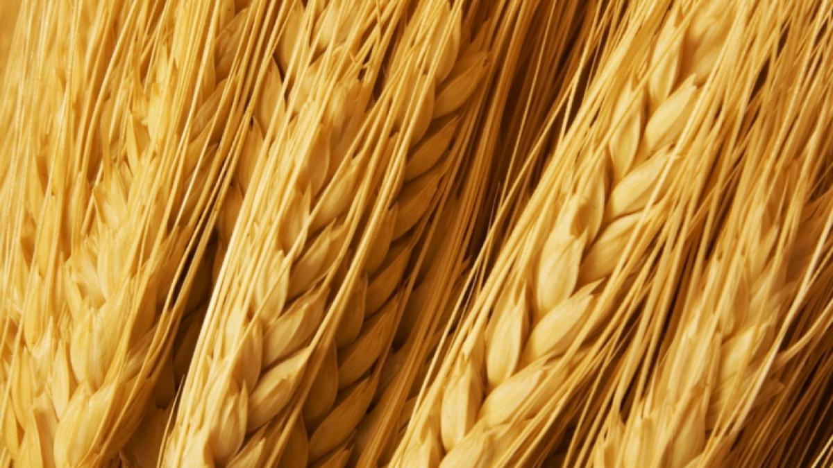 Vitamine din grîu integral