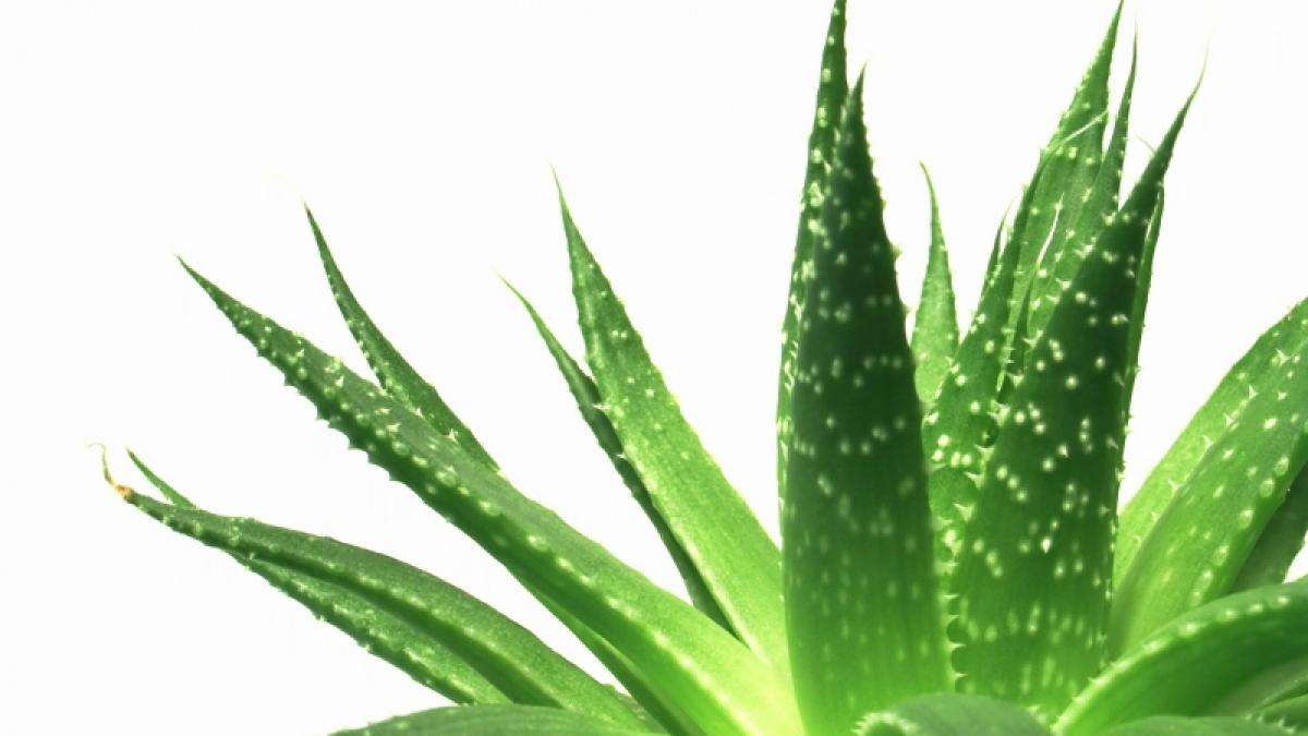 Aloe vera şi digestia