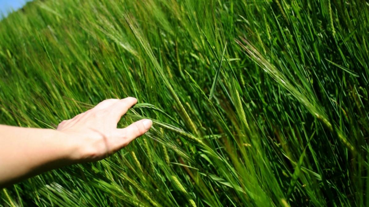 Detoxifiere cu orz verde