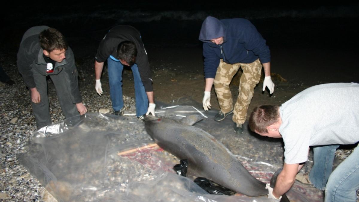 Marea Neagră - Delfinii mor din cauza braconierilor 