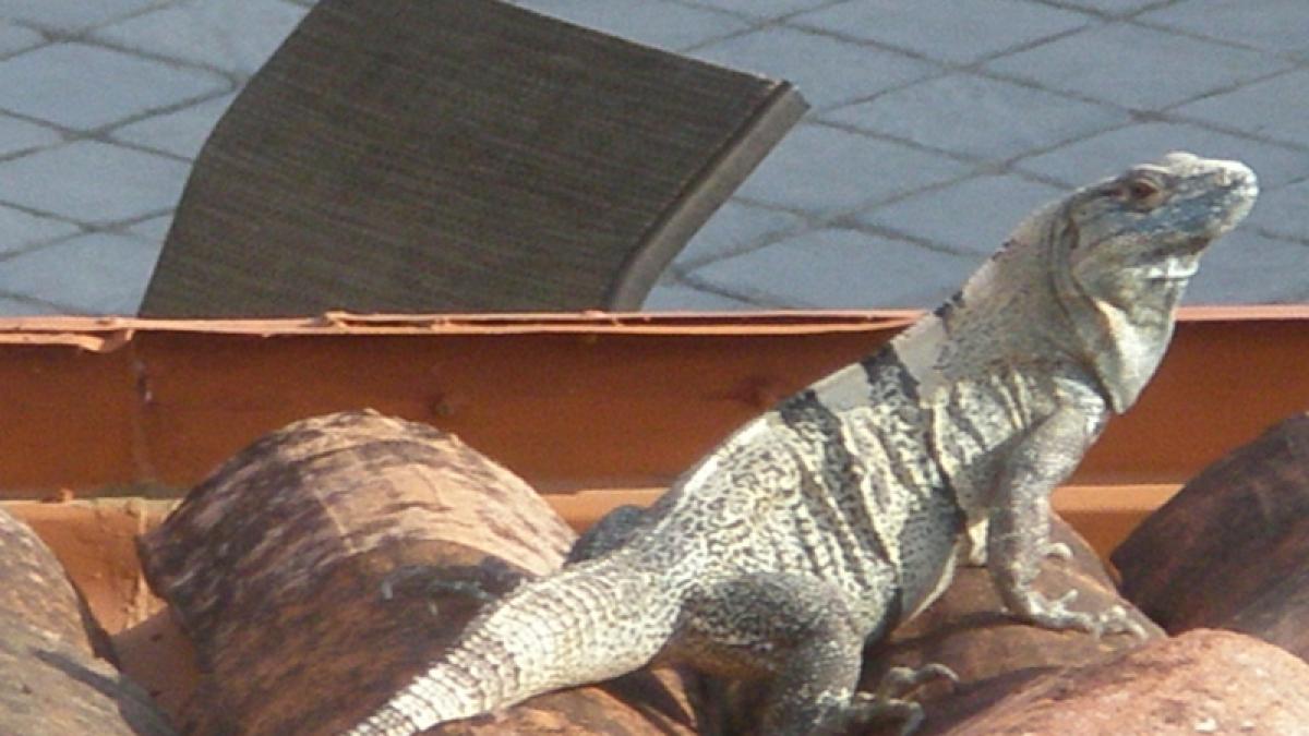 Neobişnuita poveste a unei iguana