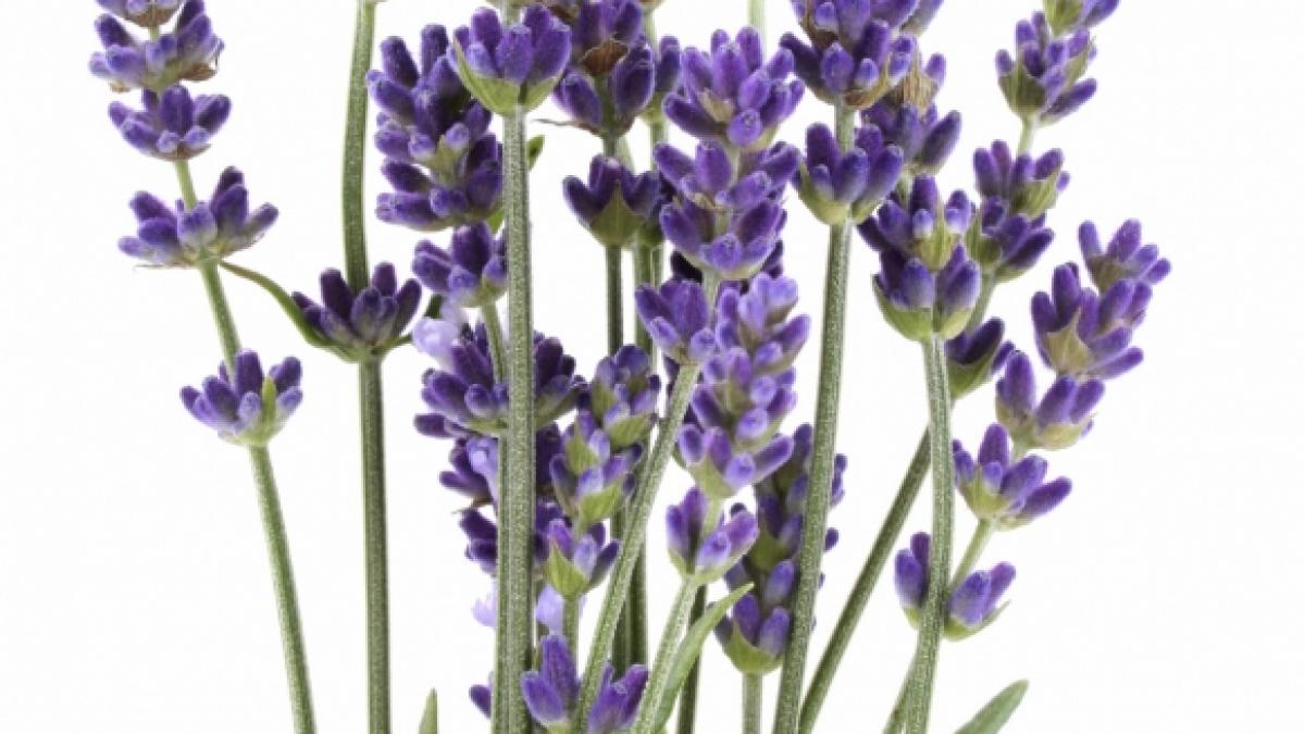 Dicţionar - Plante vindecătoare pentru suflet