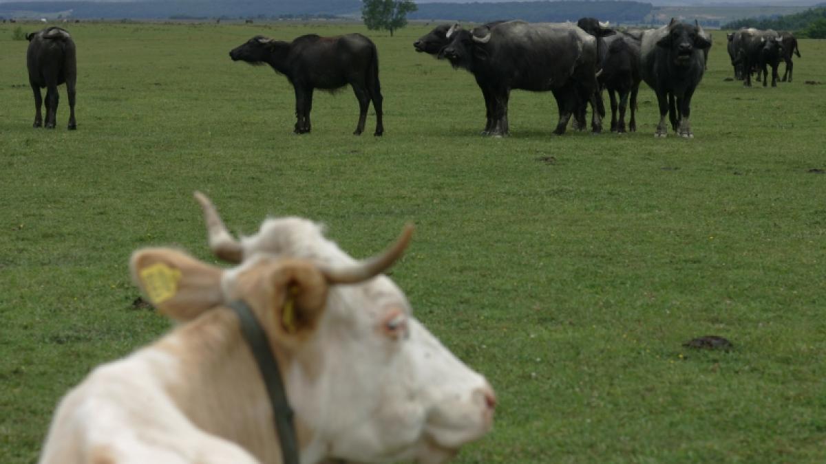 Agricultură - Bani europeni
