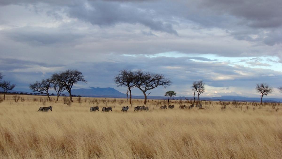 Tren de plăcere în Africa "neagră" (IV)