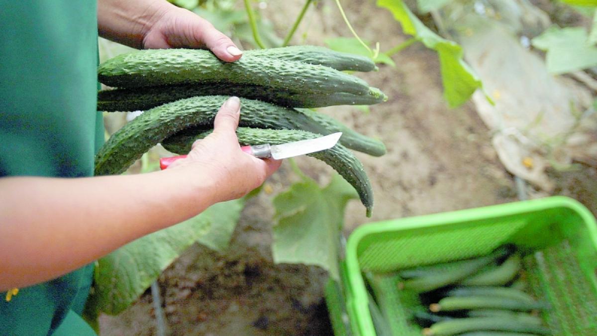 Cum să grădinăriţi eco