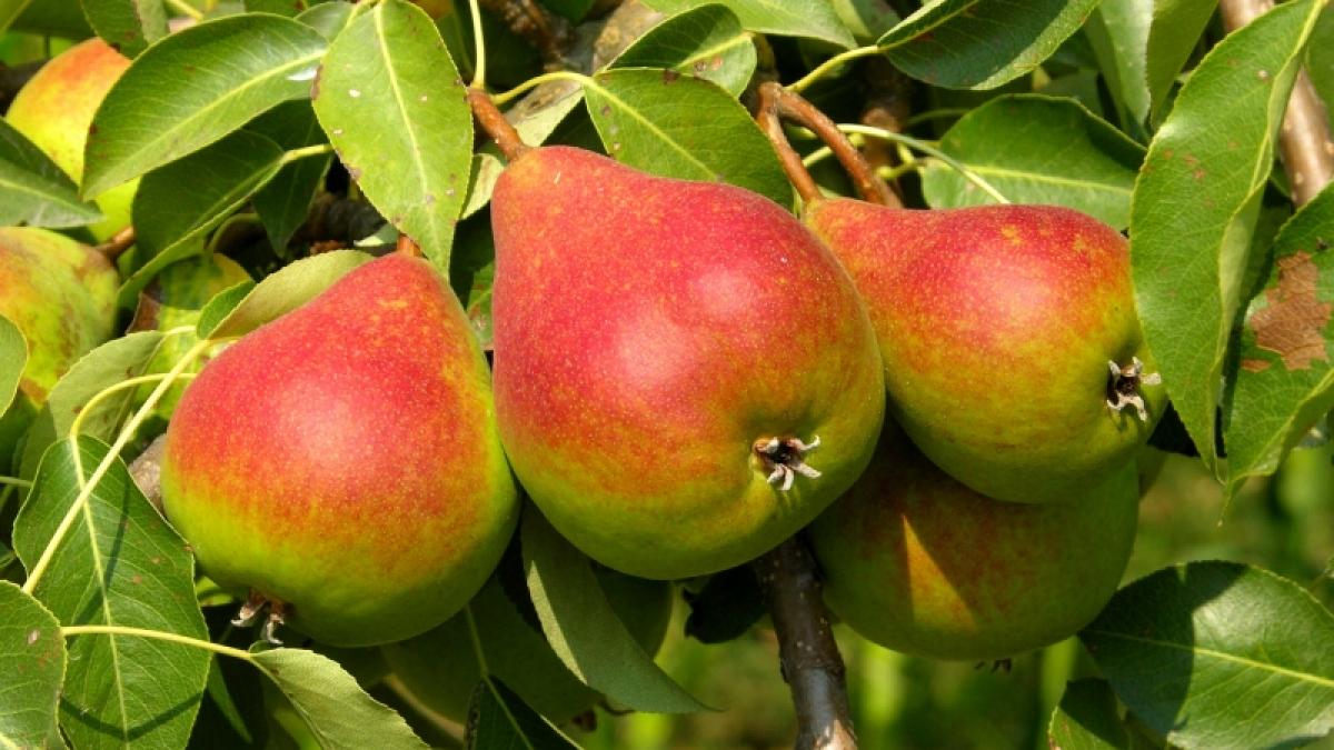 Perele, fructe antistres