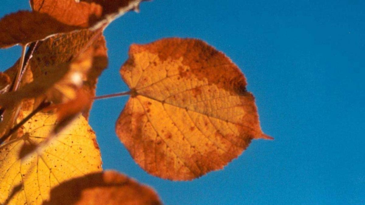 Vine o toamna calda