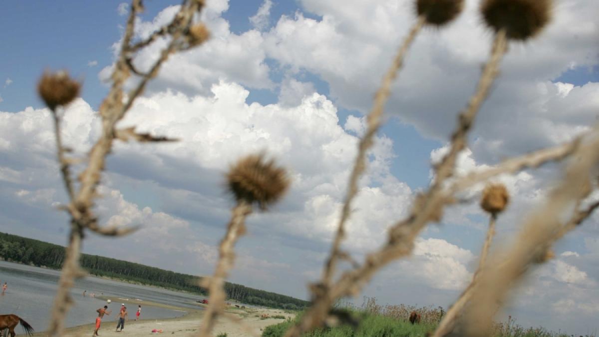 Ciulinii Bărăganului, stăpînii pustiului
