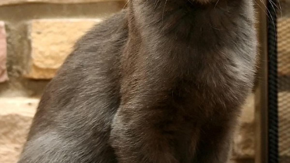 Faceţi cunoştinţă cu Yoda, pisicuţa cu patru urechi!