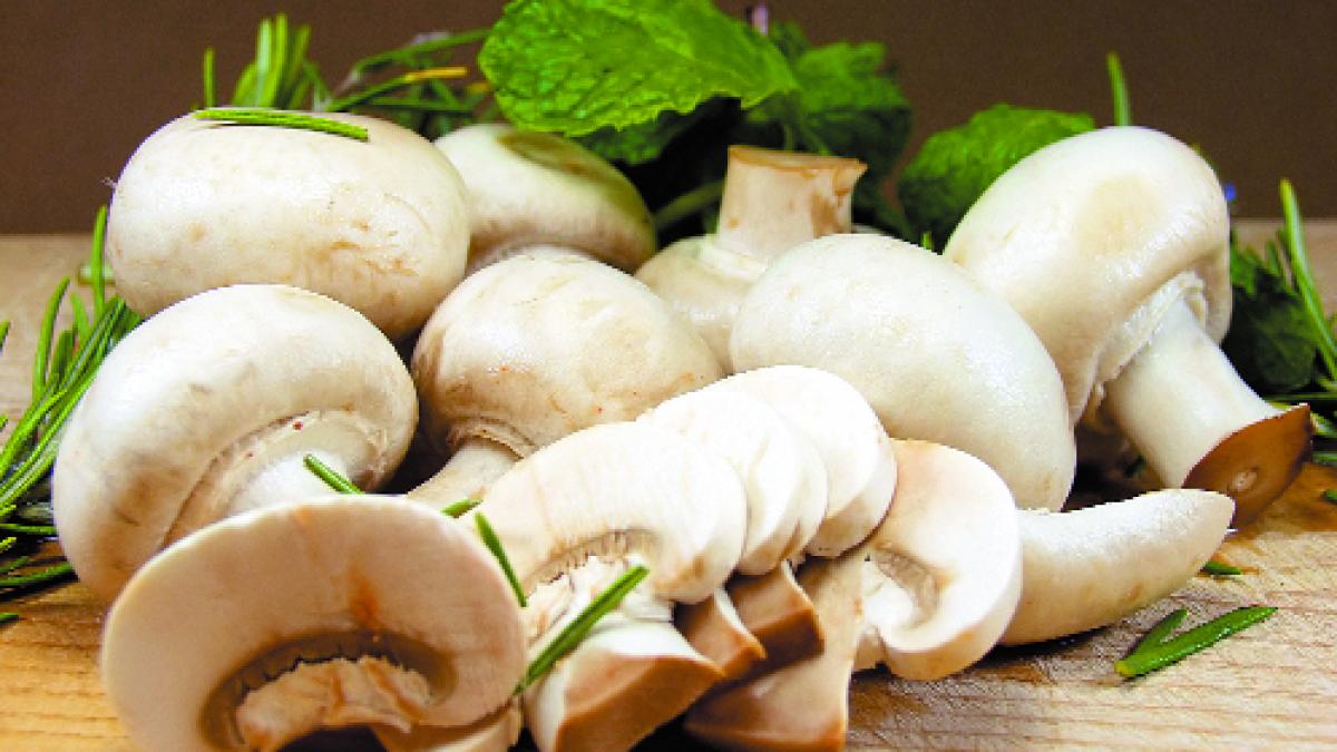 Ciuperci contra cancerului