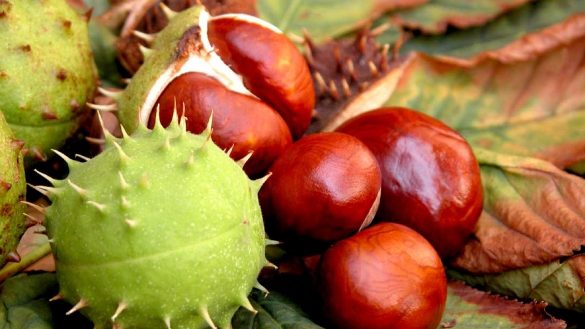 Castanele tratează anemia