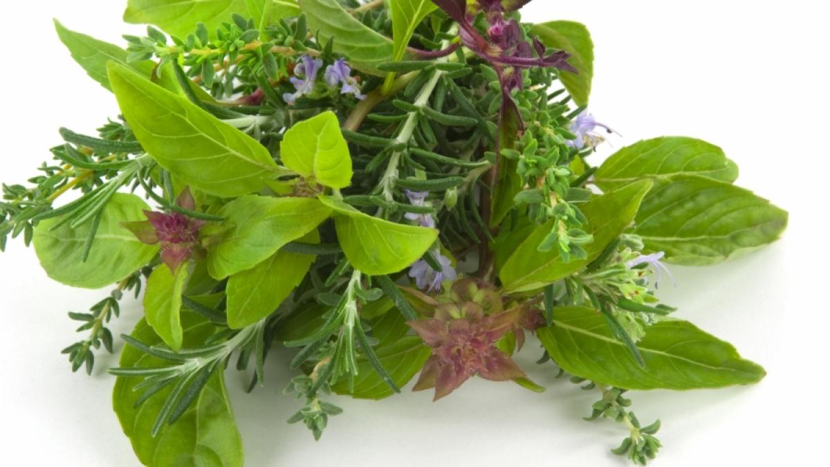 Ierburi aromatice - Busuiocul şi menta contra îmbătrînirii