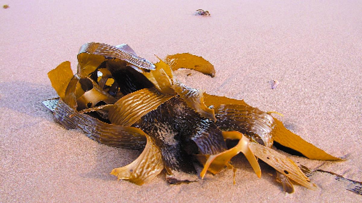 DESCOPERIRE - Algele marine şi sarea
