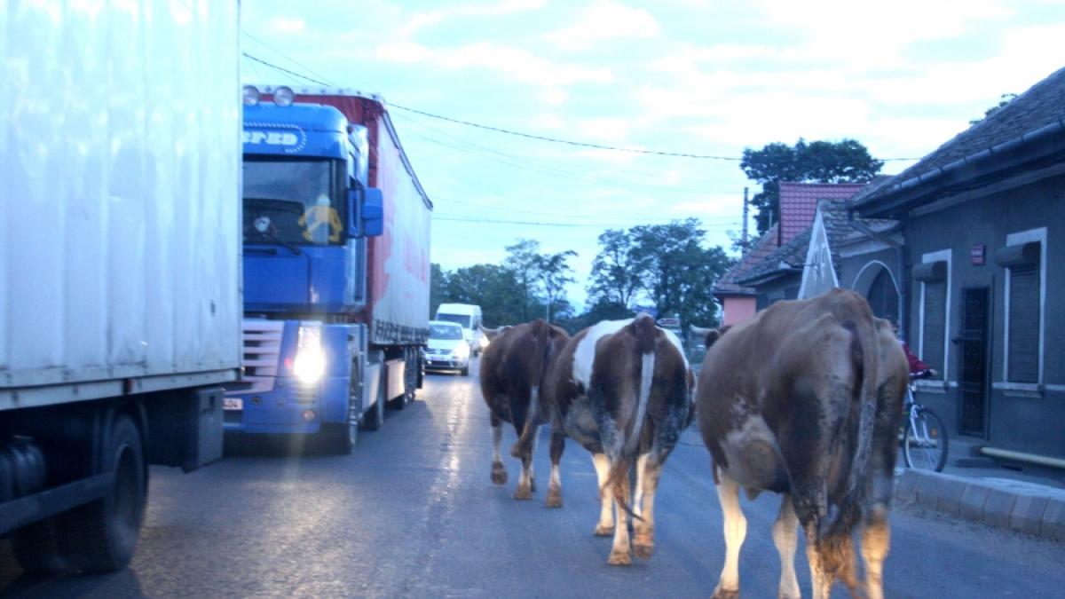 BRAŞOV – SIBIU: 142 KM, 34 DE SEMAFOARE, 3 ORE • Drum european al vacilor