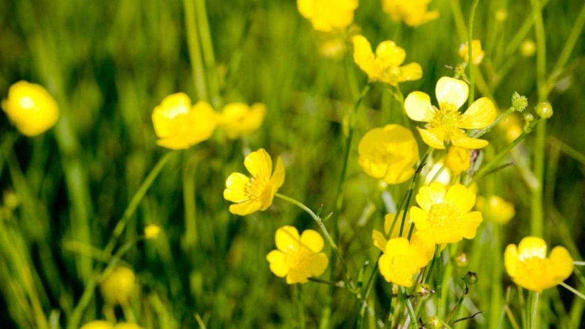 ALARMĂ - Lista plantelor care trebuie salvate urgent