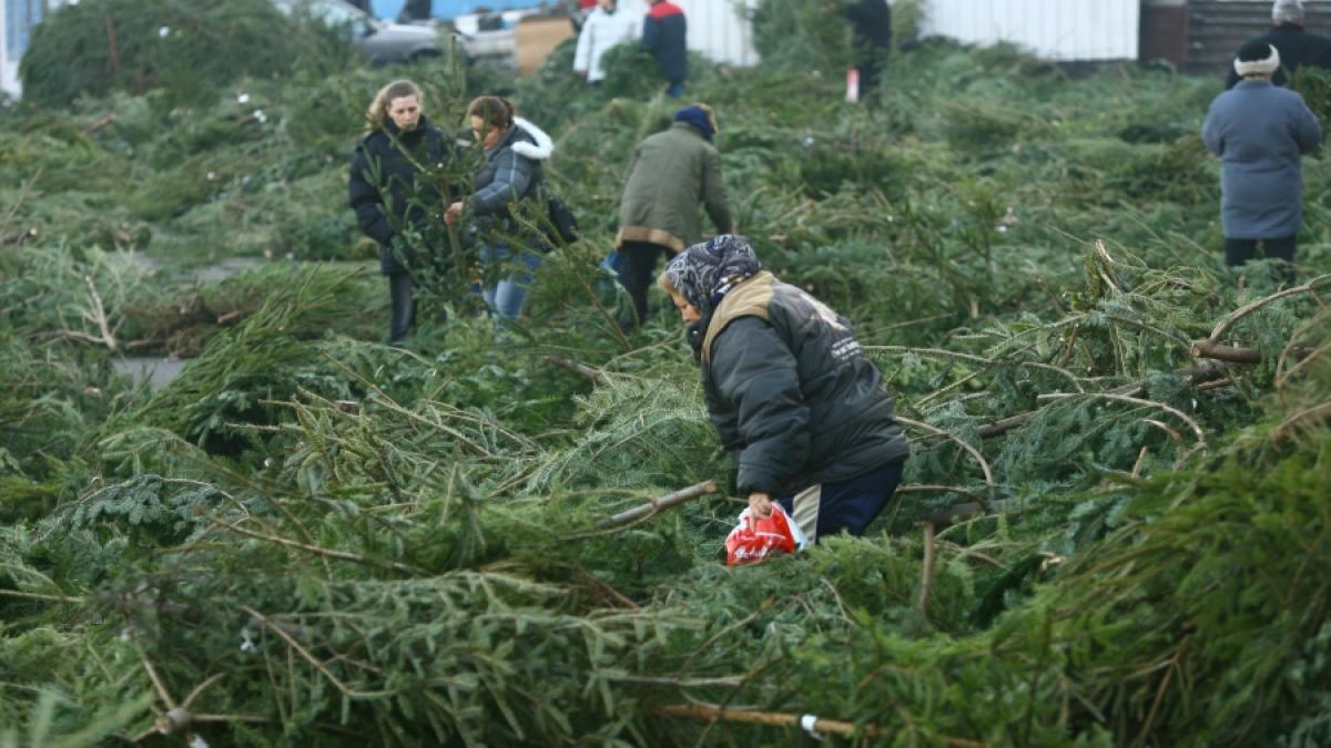 TRĂIM &Icirc;N ROMĂNIA ŞI ASTA SPUNE MULTE  /  Se fură brazi ca-n codru