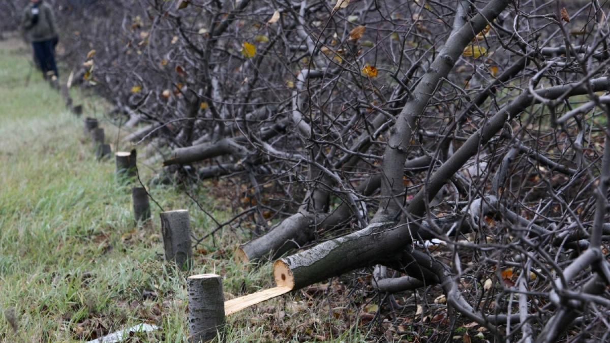 DEZASTRU / Băneasa, defrişată în miez de noapte 