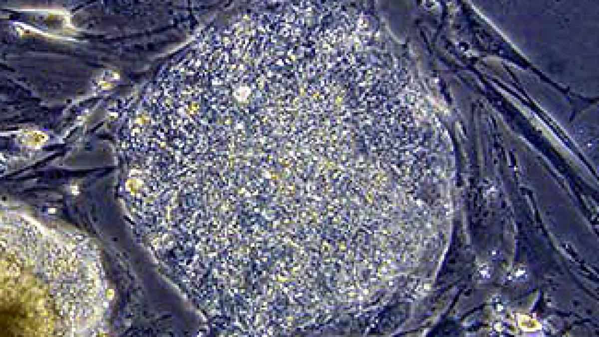 Embrionii hibrizi om-animal nu produc celule stem  