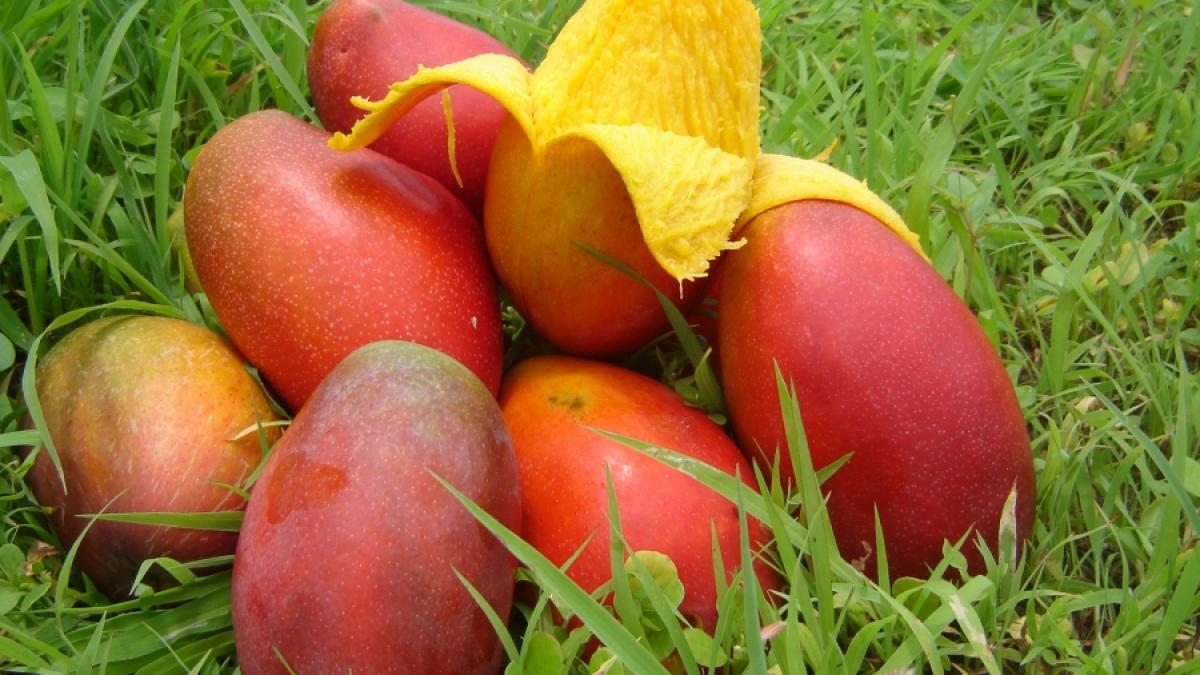 Mănâncă inteligent! - Mango