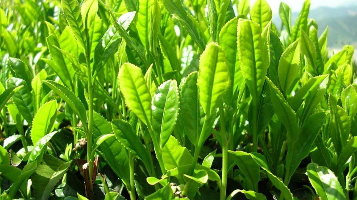 Beneficiile ceaiului verde sunt susţinute ştiinţific