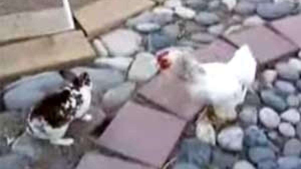 Opriţi lupta!