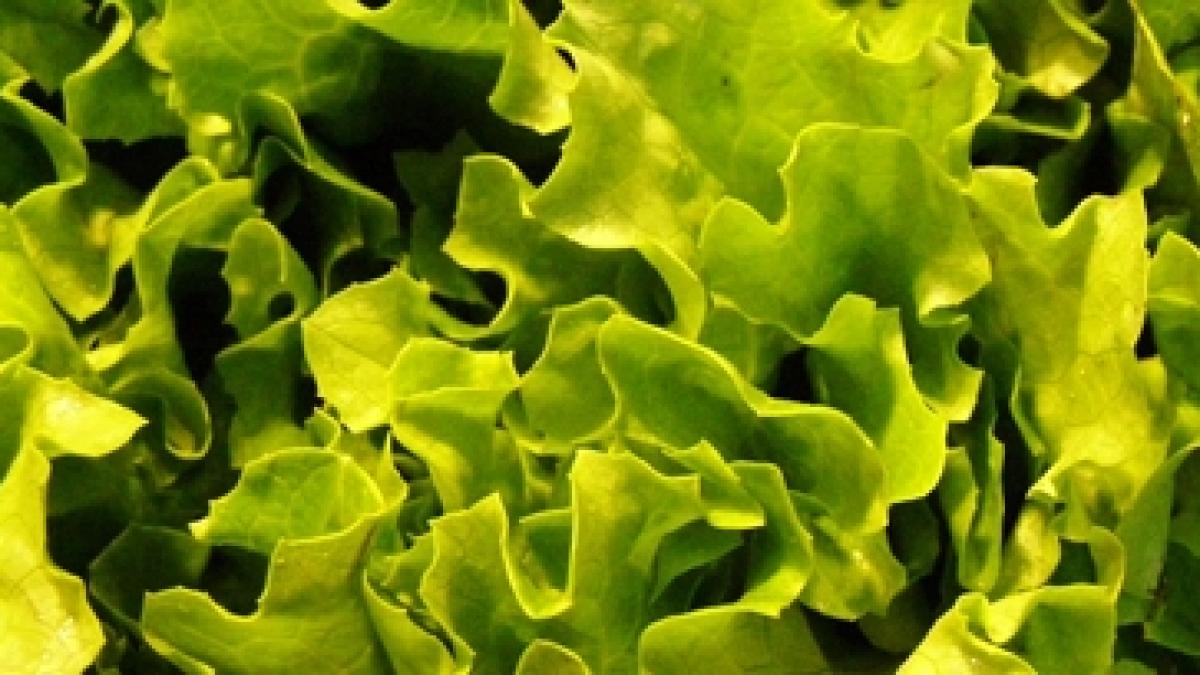 Mănâncă inteligent! - Salată verde