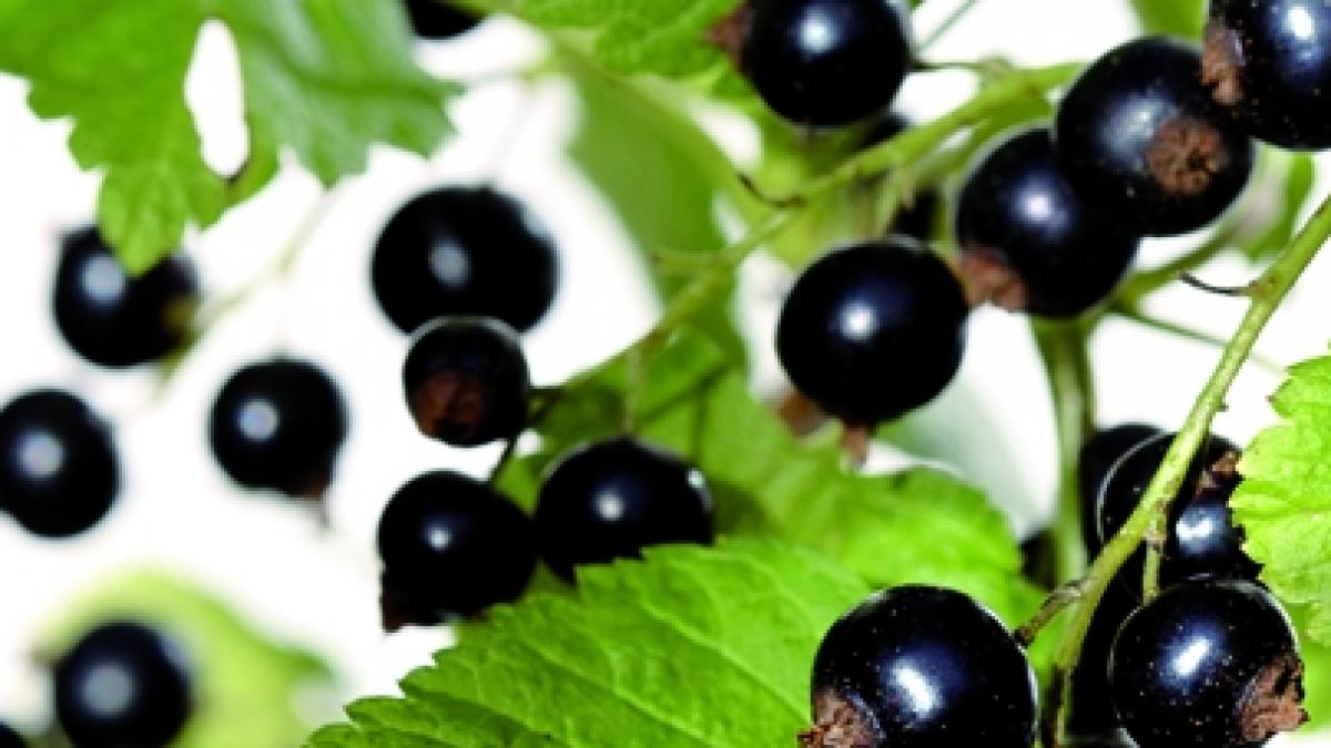 Remedii naturale contra cistitei