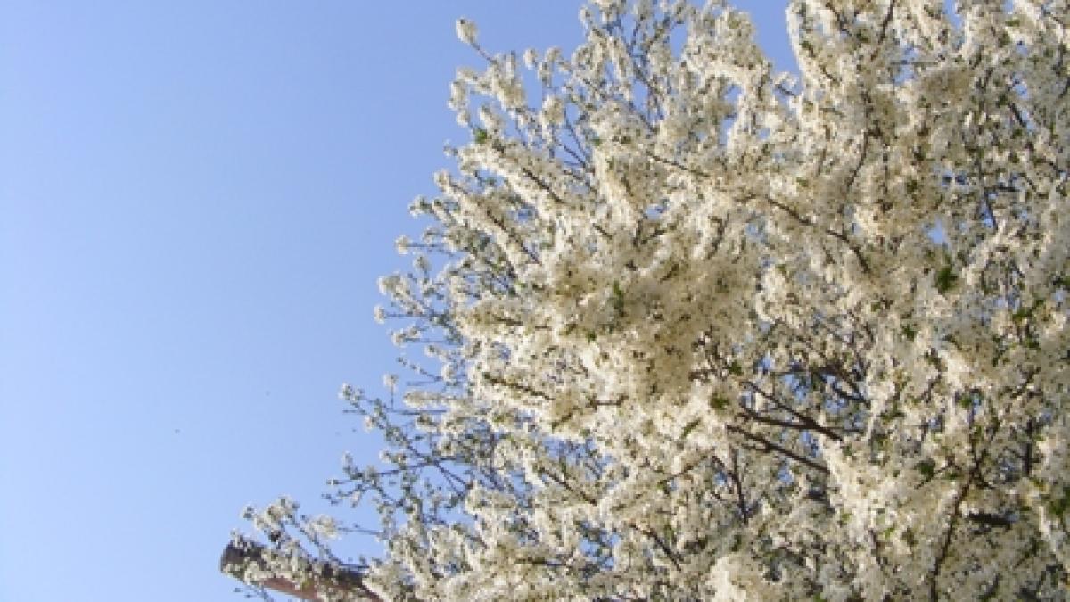 Cerul sărută florile